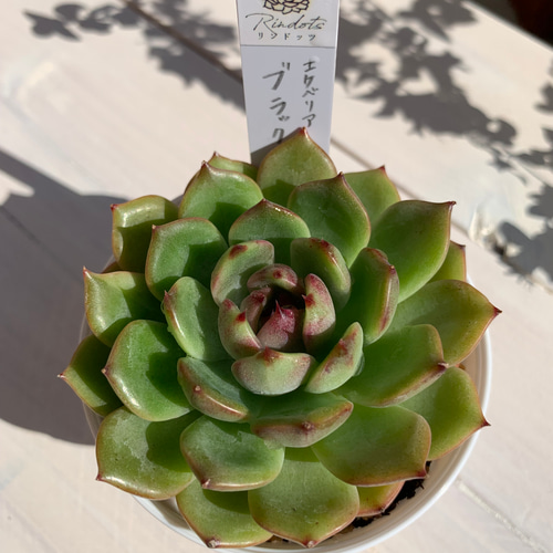 大人気韓国苗】ブラックアイズ（blacks eyes）エケベリア 多肉植物