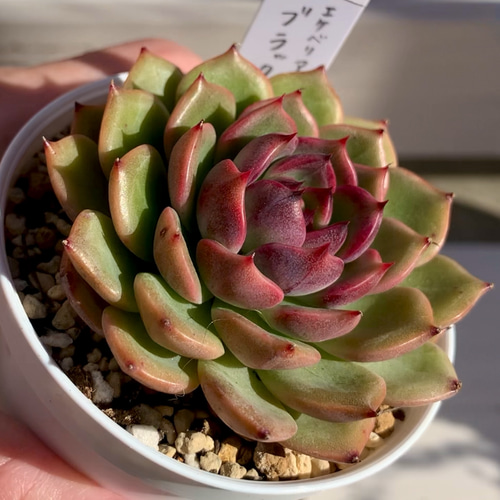 多肉植物 エケベリア ブラックアイズ 抜き苗 ブラックアイズ エケベリア カット苗 | 多肉植物カット苗の通販