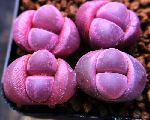 e79b0e9a3726f261d80cc4d3b25f50