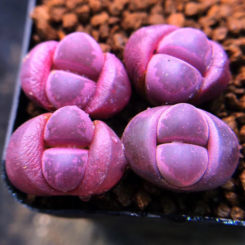 多肉植物 リトープス 紅大内玉 2cm以上 大玉 親株 1株 抜き苗