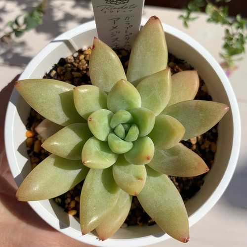 多肉植物　アメジスチヌム　カット苗1個 bd0796061463dc6b9e6bf1ce6c4c36