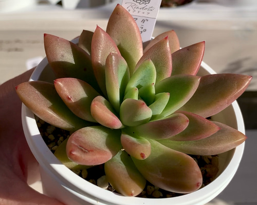大人気韓国苗】アメジスチヌムhyb 多肉植物 グラプトペタルム 多肉植物