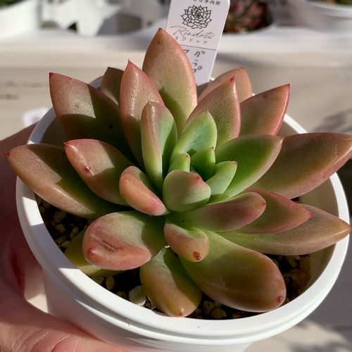 大人気韓国苗】アメジスチヌムhyb 多肉植物 グラプトペタルム 多肉植物