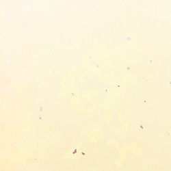 数量限定 2024 三毛猫の獅子舞遊び 円型正月飾り 色紙 新年 竜 辰年 謹賀新年 賀正 迎春 年賀状 カレンダー 5枚目の画像