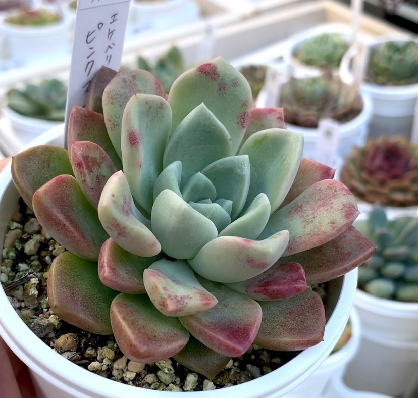 エケベリア等 カット苗 ピンクネーション(群生)◎多肉植物 韓国苗