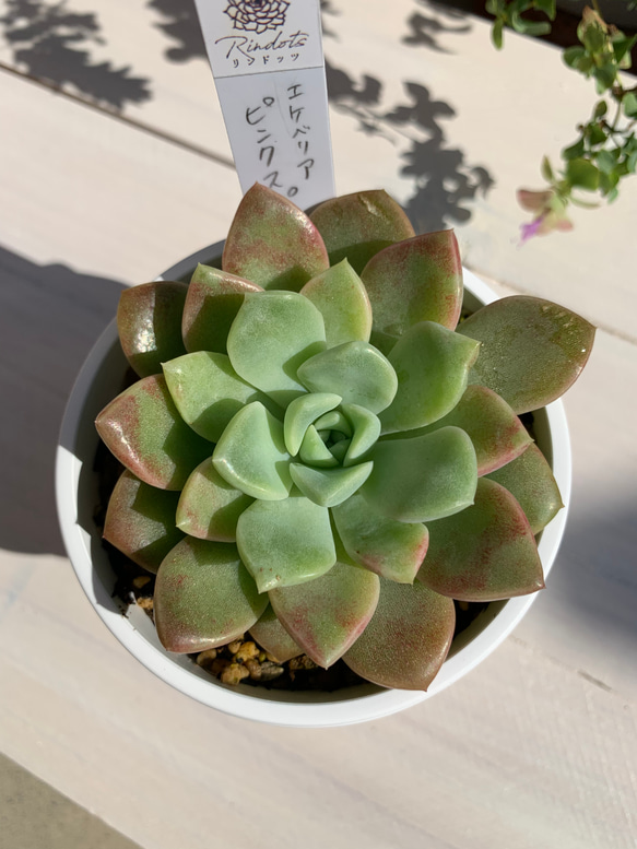 【大人気韓国苗】ピンクスポット（pink spot）多肉植物　エケベリア 3枚目の画像