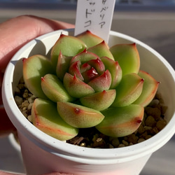 多肉植物　韓国苗　レッドグラス 多肉植物 レッドタン 韓国苗 多肉植物 pariʚ