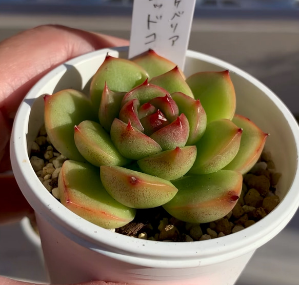 大人気韓国苗】レッドコーン 多肉植物 エケベリア 多肉植物 ちいさな多