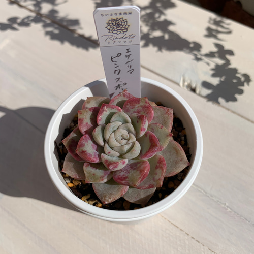 大人気韓国苗】ピンクスポット（pink spot）多肉植物 エケベリア 多肉