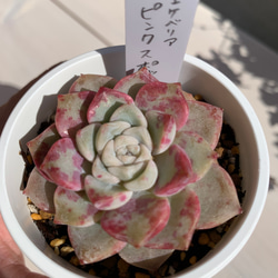 【大人気韓国苗】ピンクスポット（pink spot）多肉植物　エケベリア 4枚目の画像