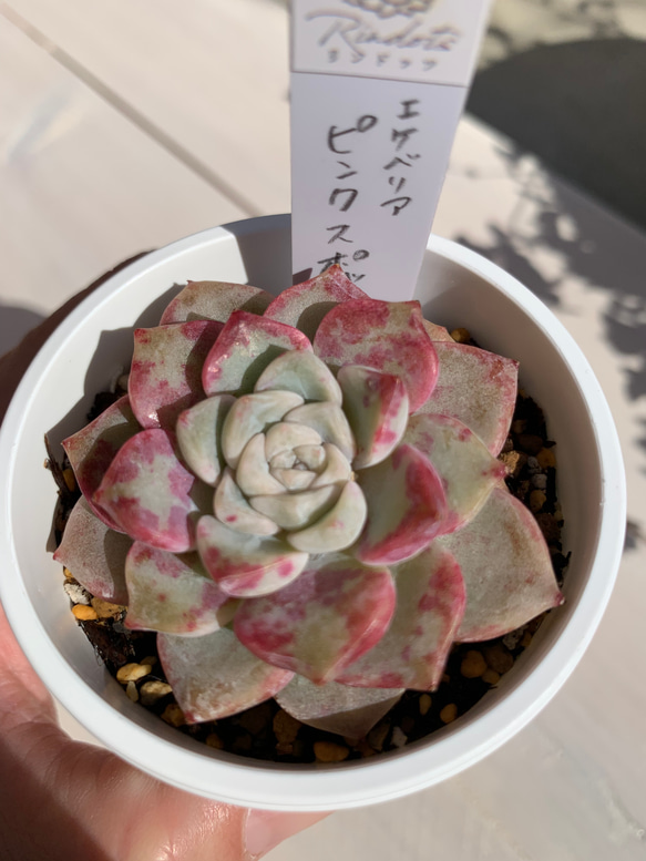 【大人気韓国苗】ピンクスポット（pink spot）多肉植物　エケベリア 4枚目の画像