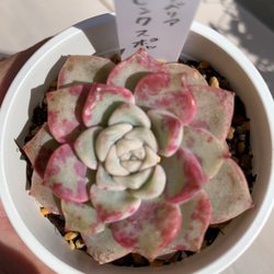 【大人気韓国苗】ピンクスポット（pink spot）多肉植物　エケベリア 3枚目の画像