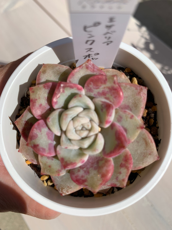 【大人気韓国苗】ピンクスポット（pink spot）多肉植物　エケベリア 3枚目の画像