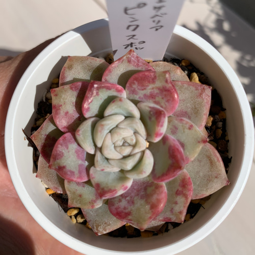 大人気韓国苗】ピンクスポット（pink spot）多肉植物 エケベリア 多肉
