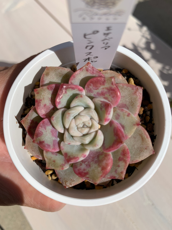 【大人気韓国苗】ピンクスポット（pink spot）多肉植物　エケベリア 2枚目の画像