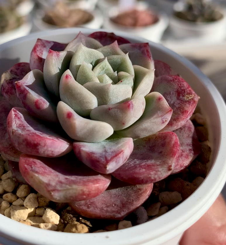 多肉植物　スイートピンク　韓国苗