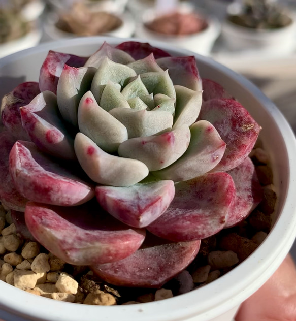 【大人気韓国苗】ピンクスポット（pink spot）多肉植物　エケベリア 1枚目の画像