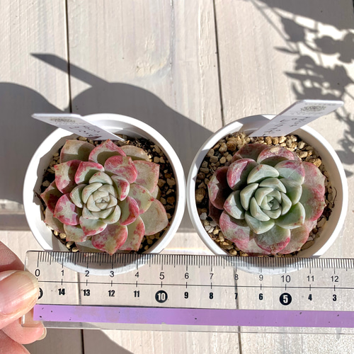 大人気韓国苗】ピンクスポット（pink spot）多肉植物 エケベリア 多肉