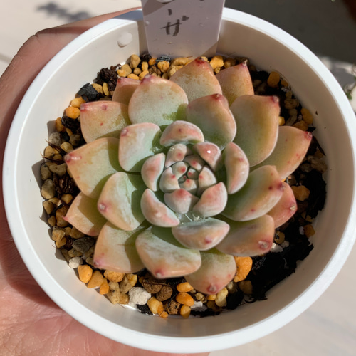 大人気韓国苗】ザラコーサhyb 多肉植物 エケベリア 多肉植物 ちいさな