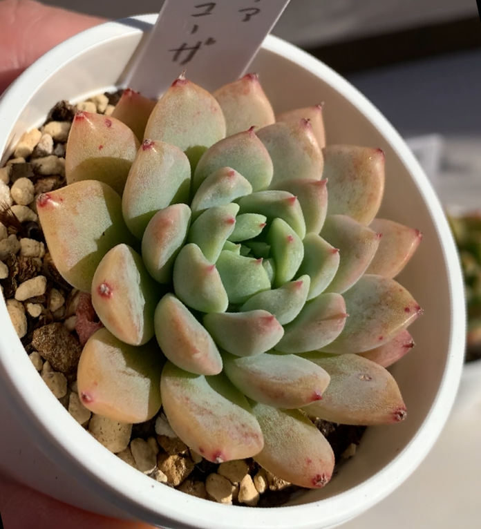 韓国苗 カット苗 ギロhyb◎多肉植物 エケベリア等 韓国苗 カット苗 ギロhyb◎多肉植物 エケベリア等