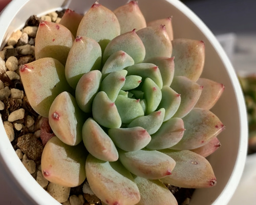 エレガンスhyb 多肉植物 エケベリア 韓国苗