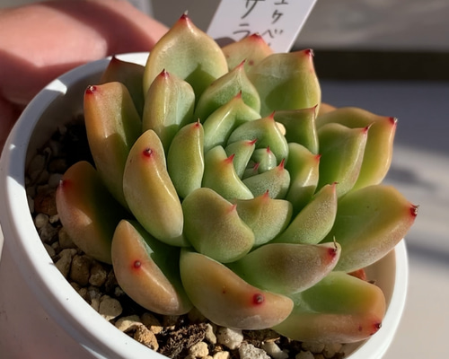 GWセール　多肉植物　チョコゴーサ　韓国苗 26fd55d86f6bafa5b7c8fcdec8fc27