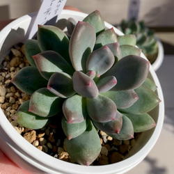 多肉植物　韓国苗　リファー 多肉植物 韓国苗 リファー 多肉植物韓国苗リファー