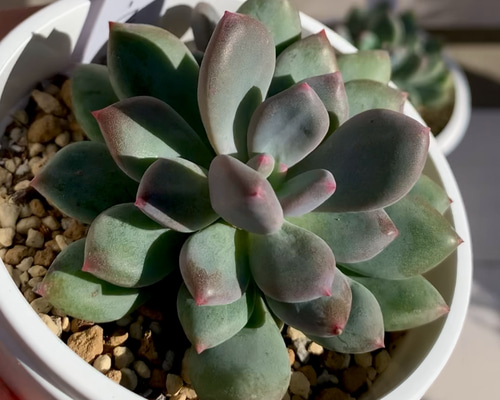 大人気韓国苗】キューティーフィンガー 多肉植物 多肉植物 ちいさな多