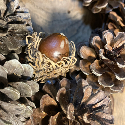 木の実のリース 松ぼっくり ヤシャブシ ドングリ リース Monet 通販