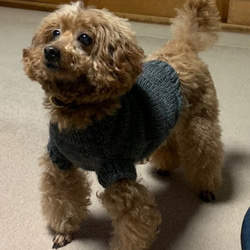 〈お年玉セール〉下記より2割引❤️犬用　色違い、サイズ違い有り。手編み毛糸セーター 1枚目の画像