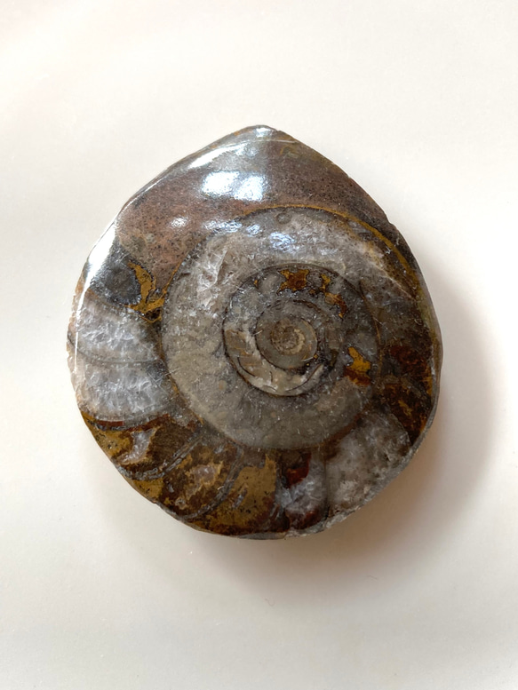 アンモナイト (Ammonite) 化石　研磨標本・カボション（ルース）16g 1枚目の画像