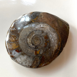 アンモナイト (Ammonite) 化石　研磨標本・カボション（ルース）16g 2枚目の画像