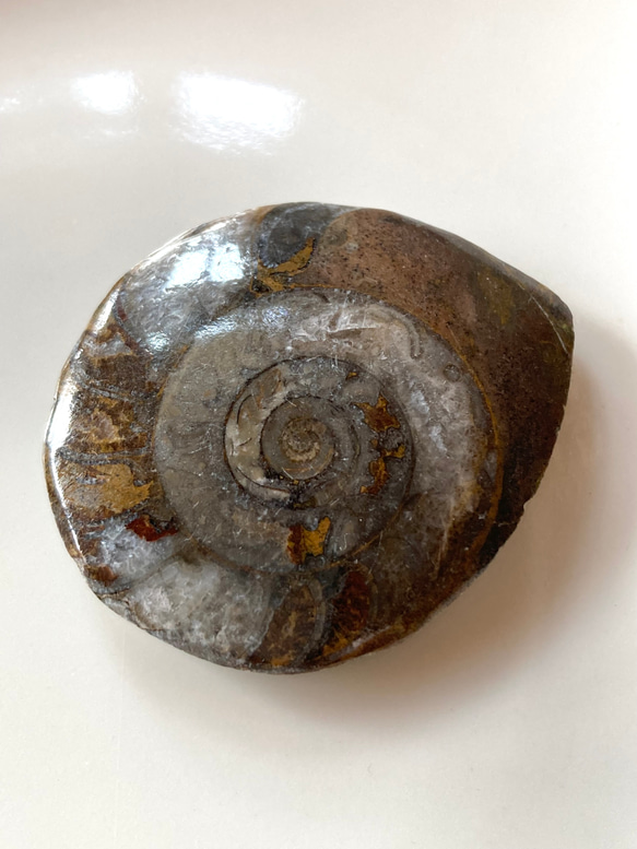 アンモナイト (Ammonite) 化石　研磨標本・カボション（ルース）16g 2枚目の画像