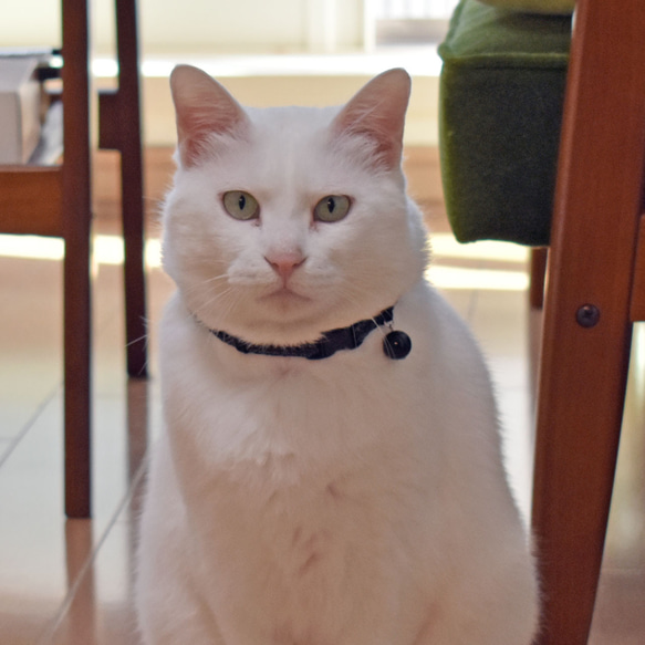 猫の首輪　アンティーク調メタリックトリミングブレード①　ブラック 4枚目の画像