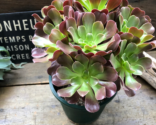 多肉植物緑カシミヤバイオレット法師 3種法師抜き苗