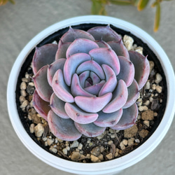 プルビナータ フロスティ 綴化 多肉植物 多肉植物 kanomarihome プルビナータ フロスティ 綴化 多肉植物 多肉植物 kanomarihome