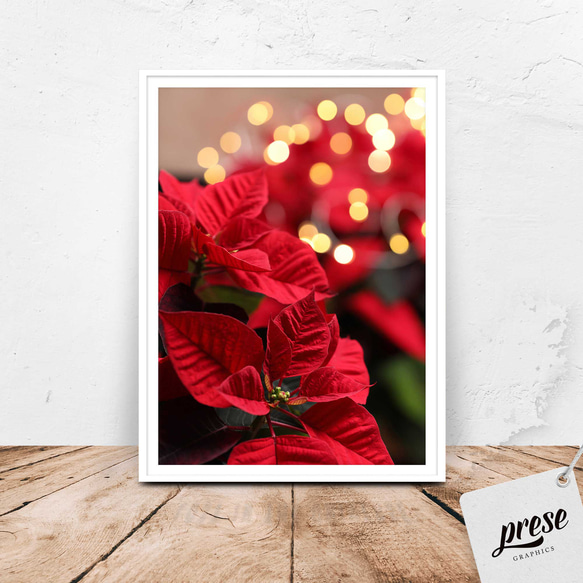 クリスマスの光をまとうポインセチア：フェアリーライト イルミネーションと赤い花のホリデーポスター 1枚目の画像
