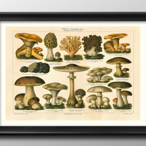 13477 ポスター 絵画 A3サイズ『キノコ 図鑑 ビンテージ』アート