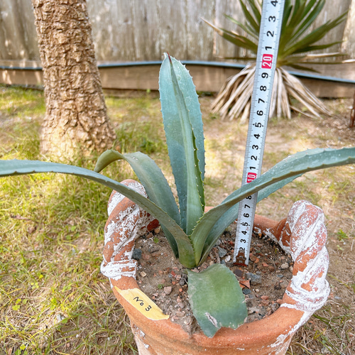 Agave 