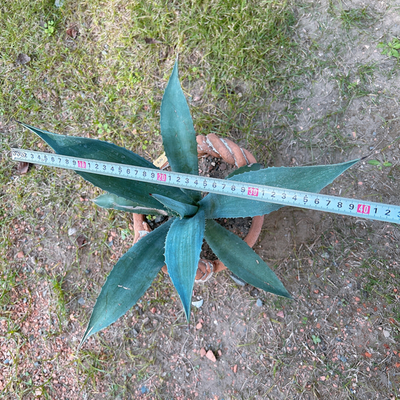 ✢from 九十九里浜✢ 南国リゾート Agave americana 子株 南国植物 アガベ No.4 青の竜舌蘭 7枚目の画像