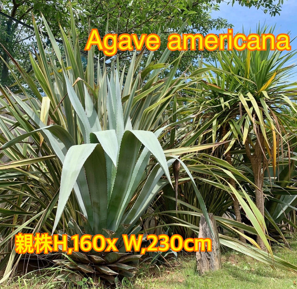 超特大 アメリカーナ 引き取り限定 【公式通販】