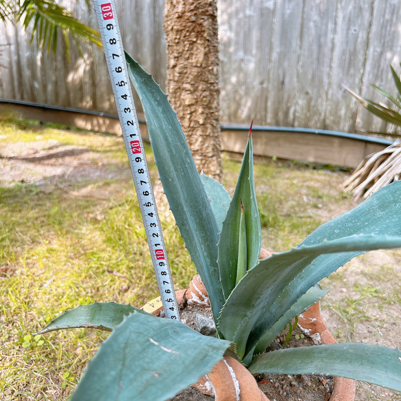 ✢from 九十九里浜✢ 南国リゾート Agave americana 子株 南国植物 アガベ No.4 青の竜舌蘭 6枚目の画像