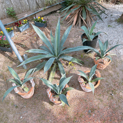 ✢from 九十九里浜✢ 南国リゾート Agave americana 子株 南国植物 アガベ No.4 青の竜舌蘭 2枚目の画像