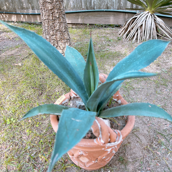 ✢from 九十九里浜✢ 南国リゾート Agave americana 子株 南国植物 アガベ No.4 青の竜舌蘭 4枚目の画像