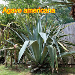 ✢from 九十九里浜✢ 南国リゾート Agave americana 子株 南国植物 アガベ No.4 青の竜舌蘭 8枚目の画像