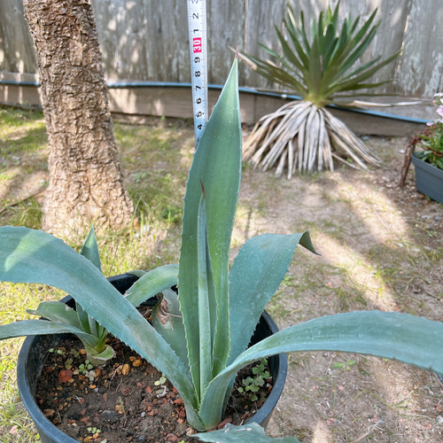 鉢植え・送料込】アガベ アメリカーナ「青の竜舌蘭」沖縄育ち 大株☆良型☆