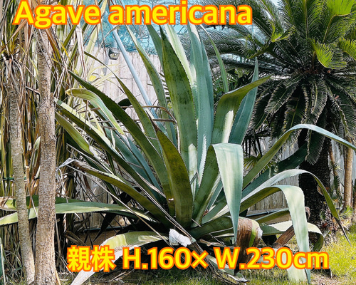 鉢植え・送料込】アガベ アメリカーナ「青の竜舌蘭」沖縄育ち 鉢植え
