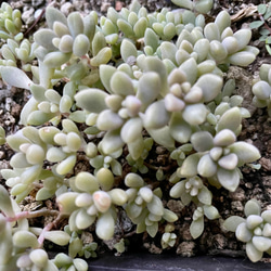 多肉植物 朧月 カット苗10個 多肉植物 pekipeki 通販 16796161