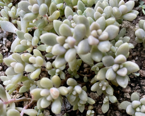 多肉植物 姫秀麗 ひめしゅうれい カット苗20個➕保険分 多肉植物