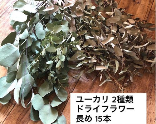 ドライフラワー ユーカリ 2種類 長め 15本 花材 ＊ユーカリポポラス